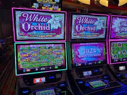 naseebbet Live tables